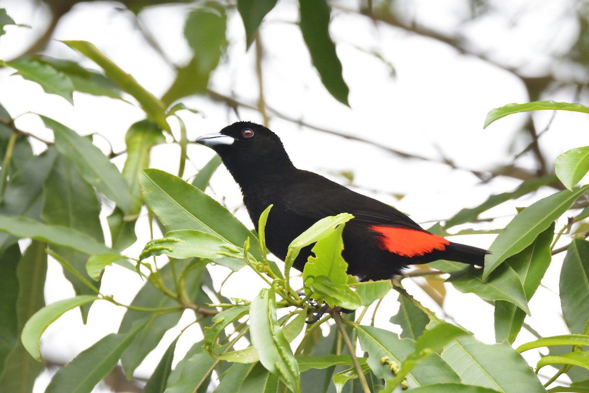Scarlet-rumped Tanager (Passerini's) - ML621202793