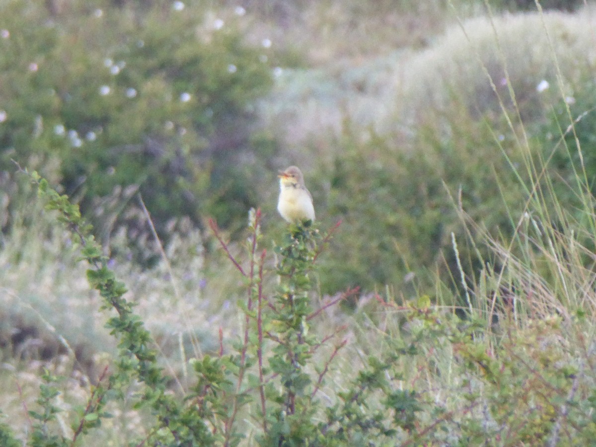 Melodious Warbler - ML621202794