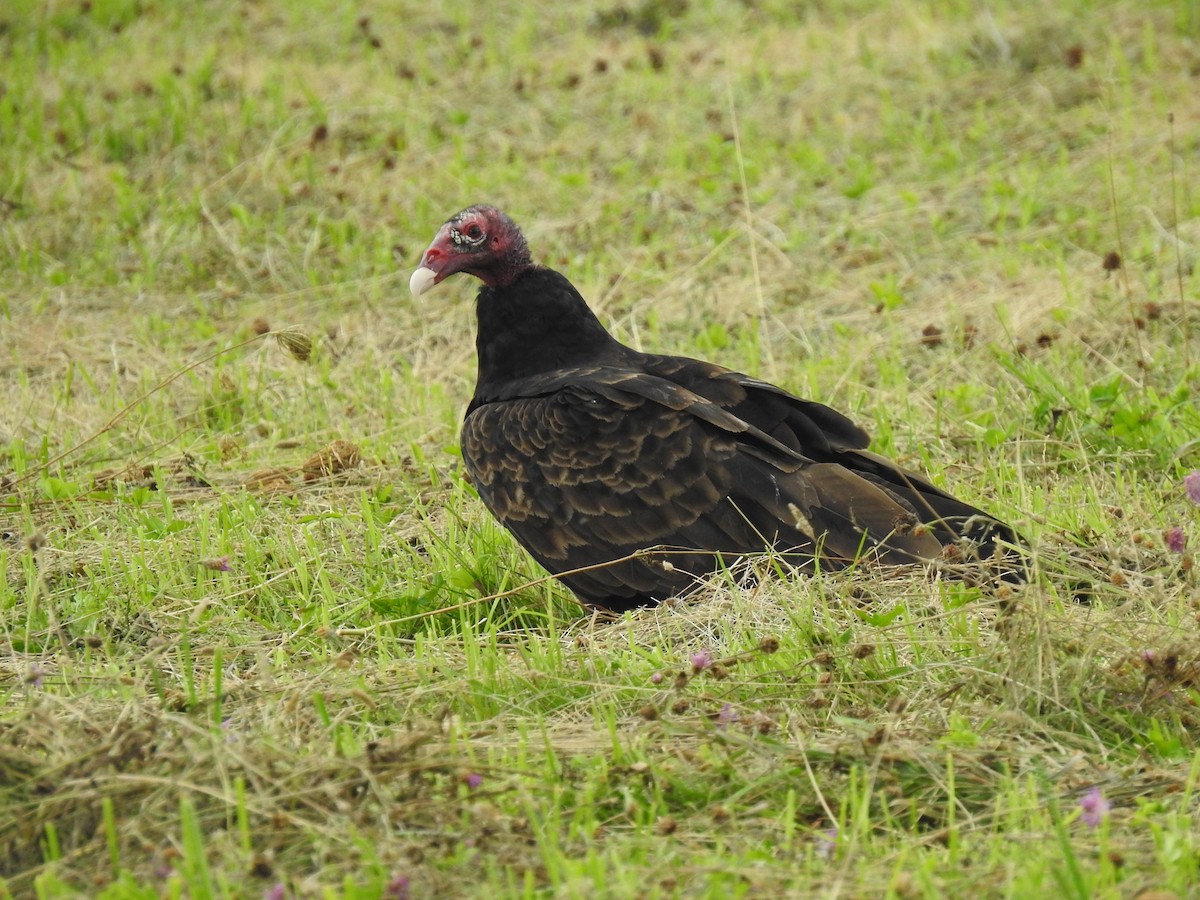 Turkey Vulture - ML621202796