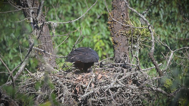 Black-and-chestnut Eagle - ML621202797