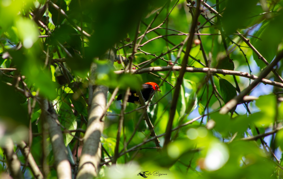 Red-capped Manakin - ML621202799
