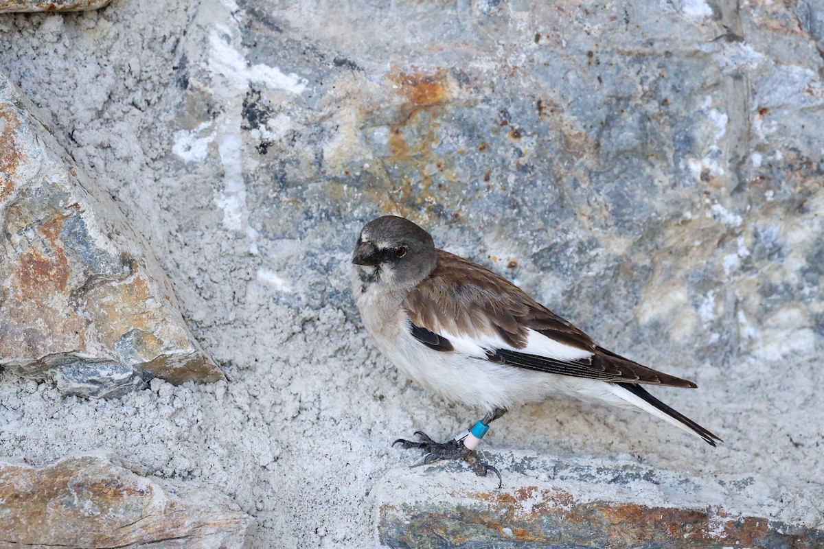 White-winged Snowfinch - ML621202804