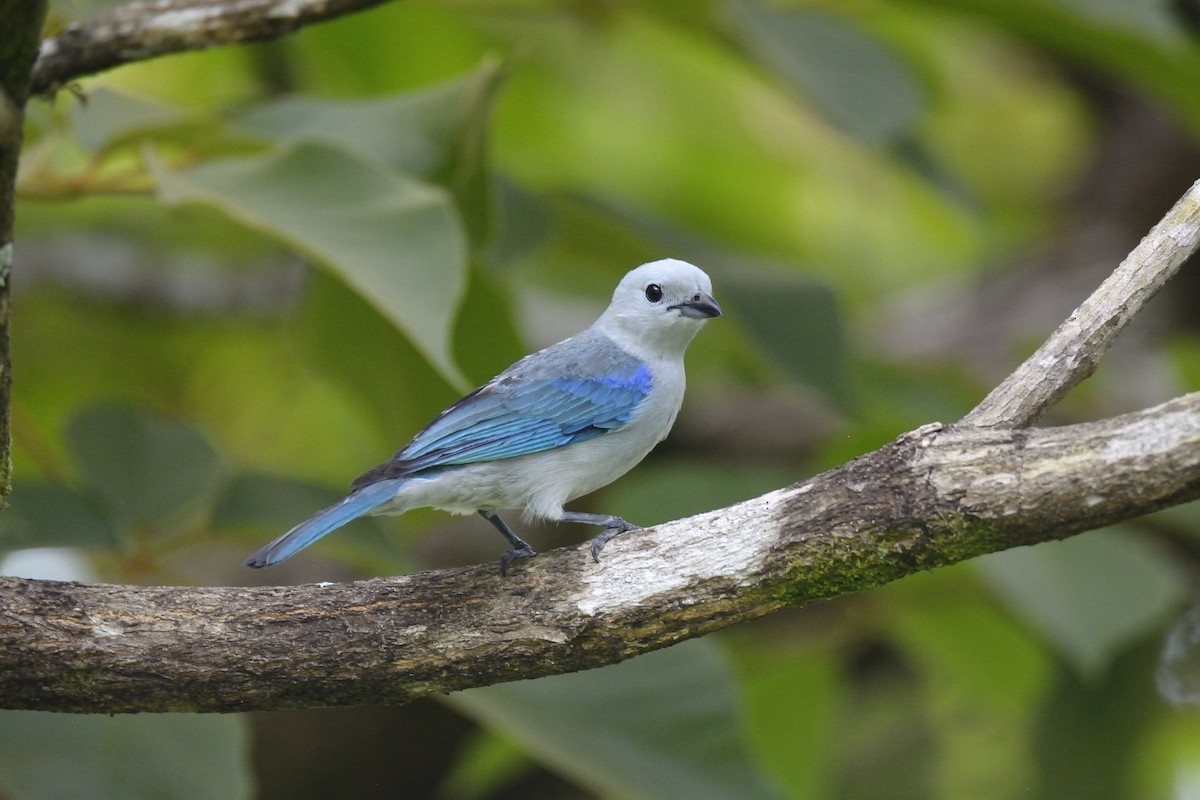 Blue-gray Tanager - ML621202809