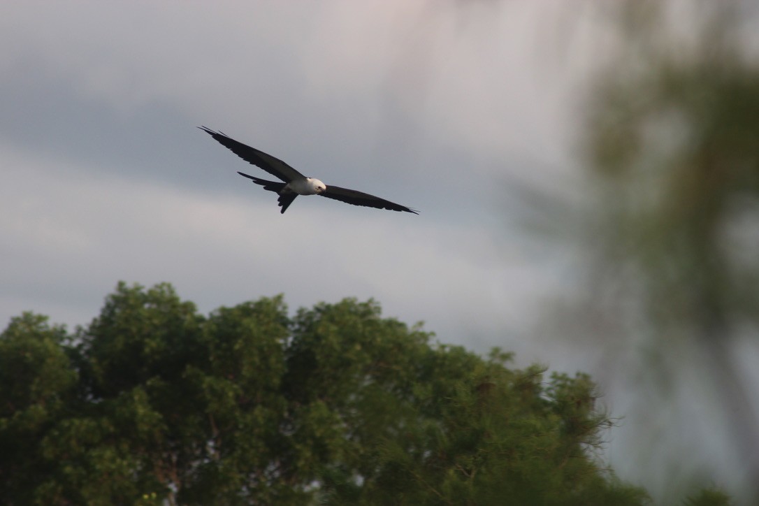 Swallow-tailed Kite - ML621202817