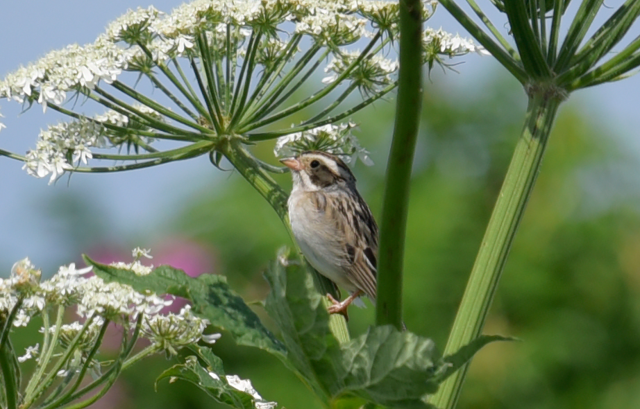 Clay-colored Sparrow - ML621202823