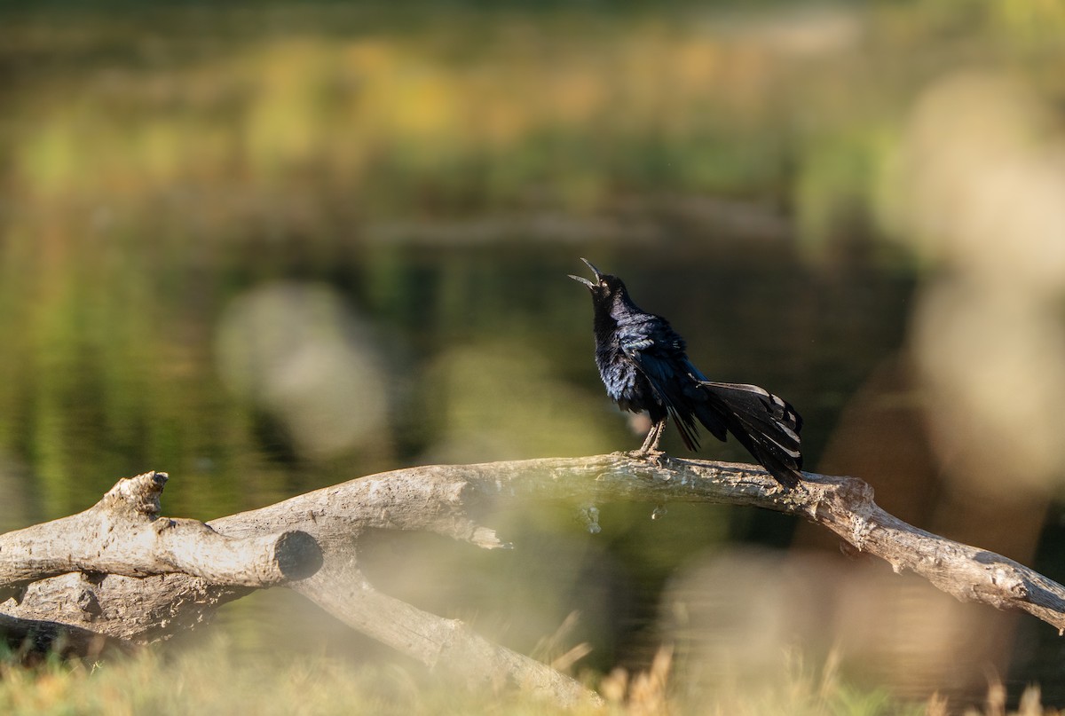 Great-tailed Grackle - ML621202825