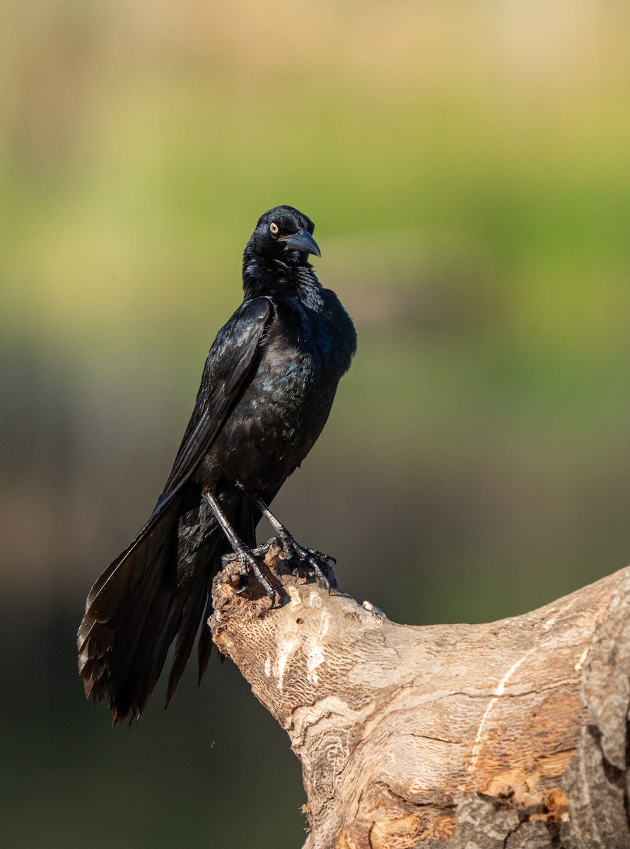 Great-tailed Grackle - ML621202828