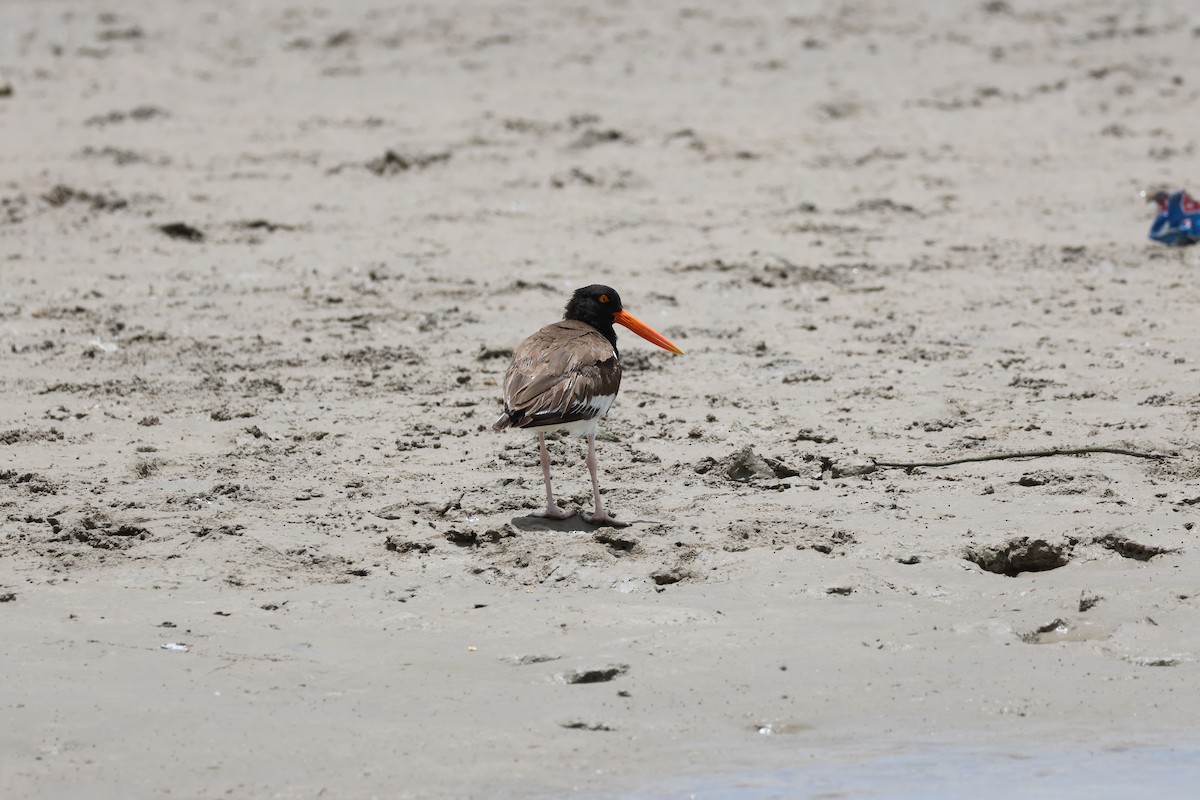 American Oystercatcher - ML621202839