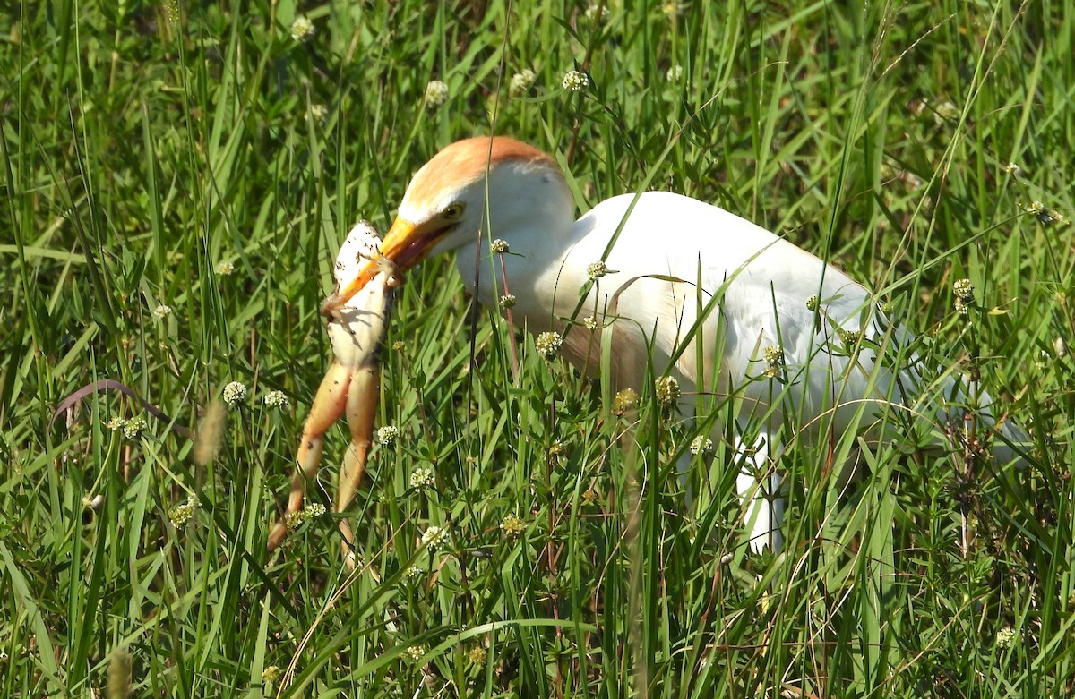 Чапля єгипетська (підвид ibis) - ML621202868