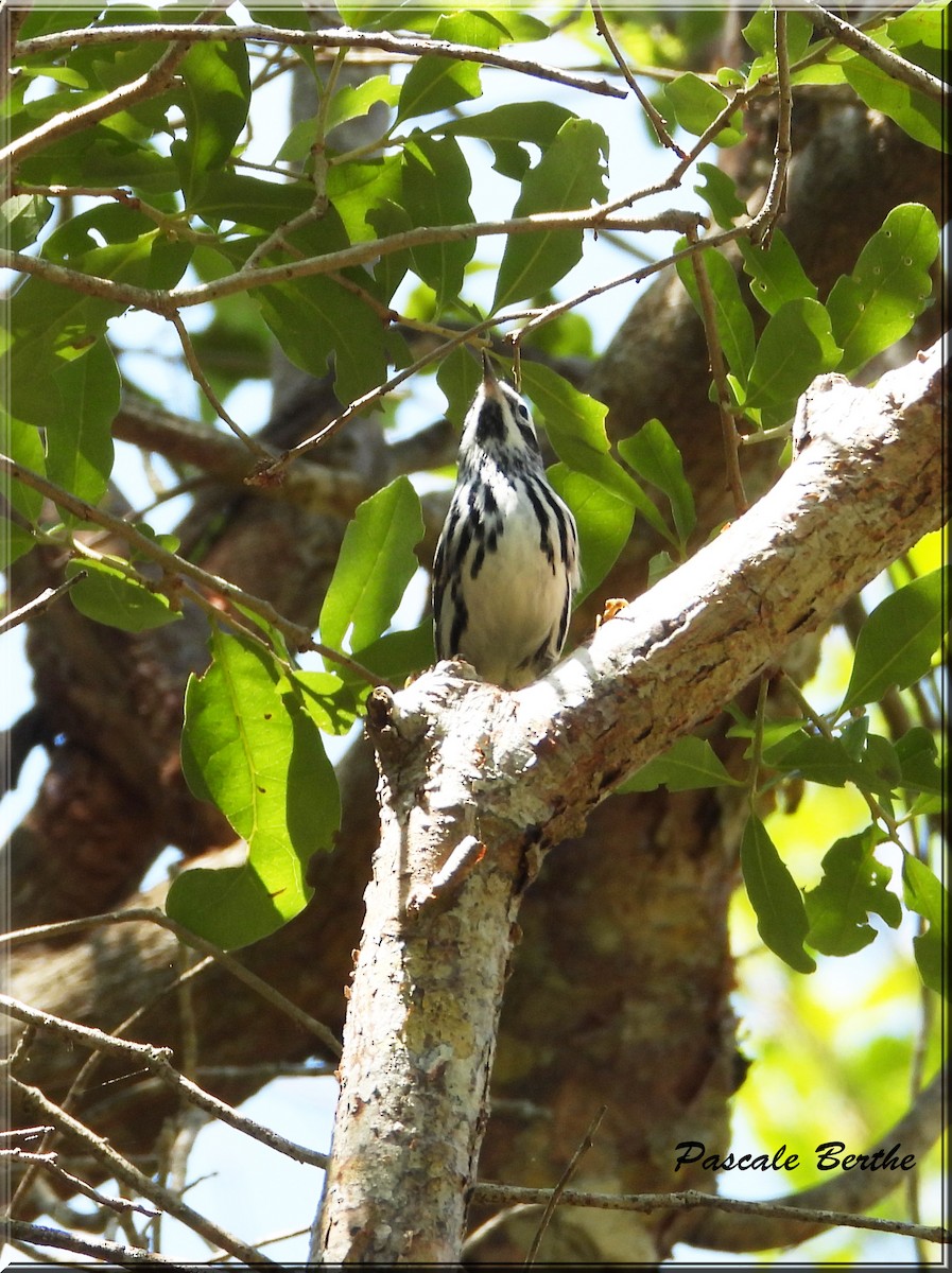 Black-and-white Warbler - ML621202876