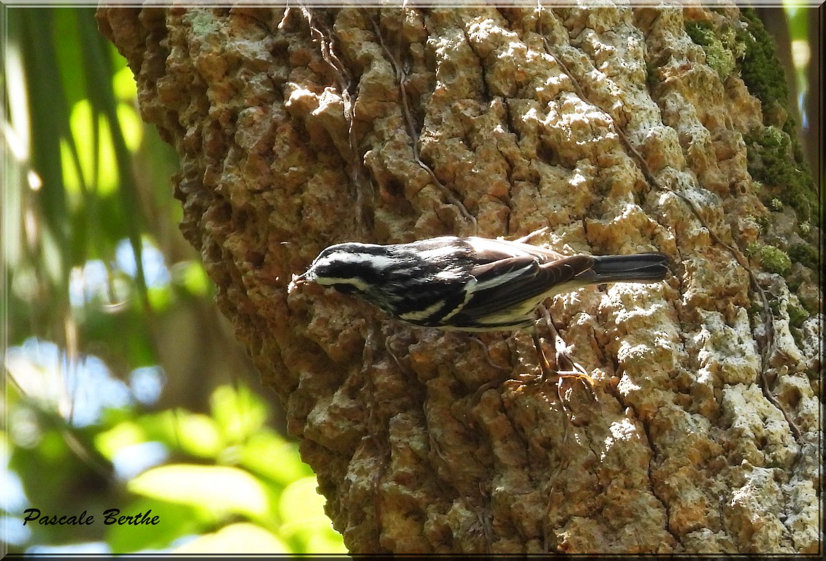Black-and-white Warbler - ML621202877