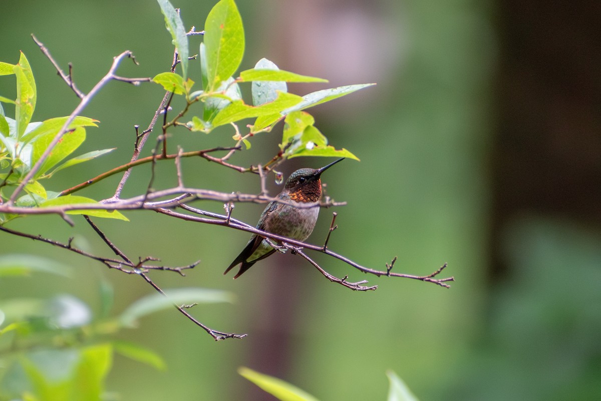 Ruby-throated Hummingbird - ML621202878