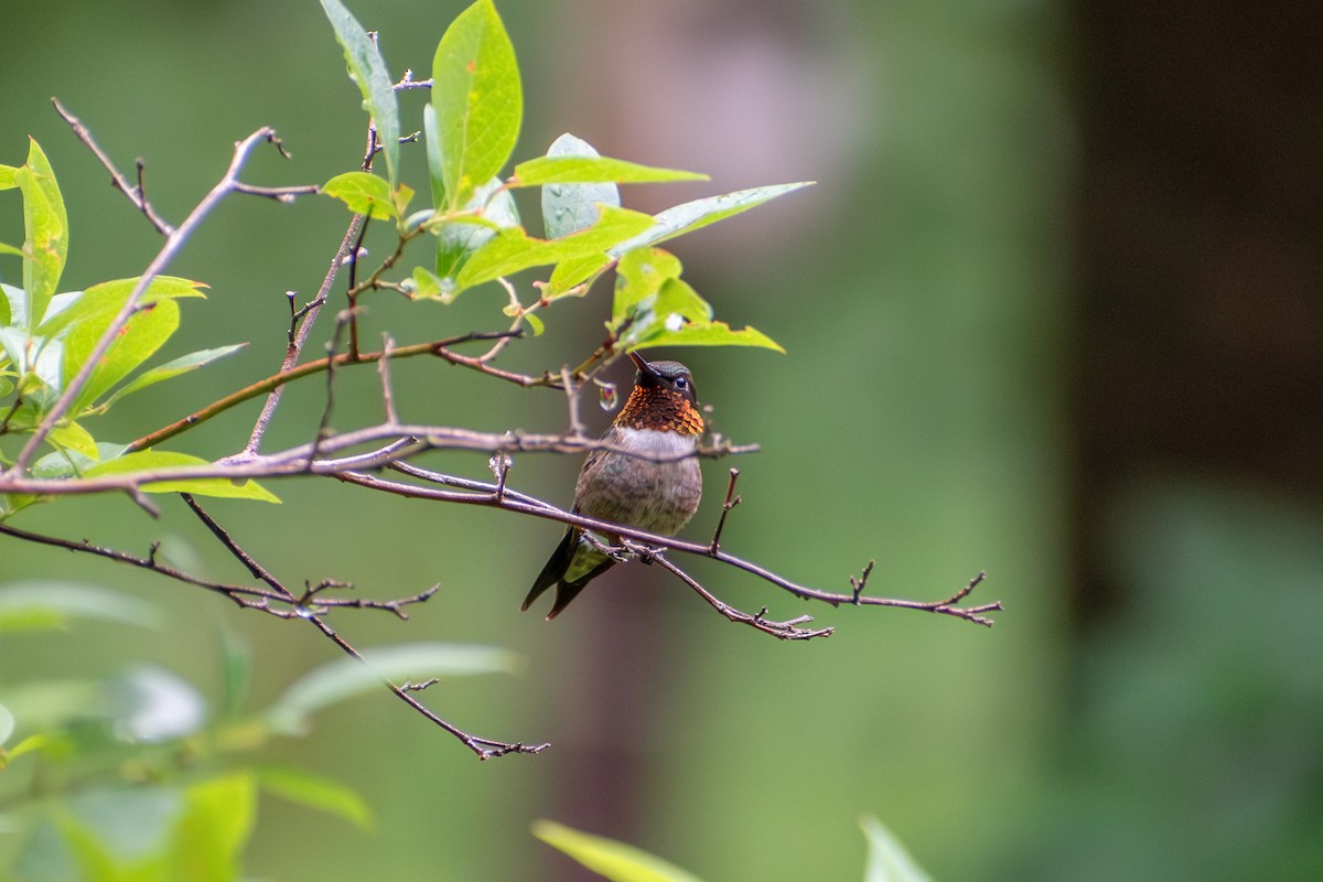 Ruby-throated Hummingbird - ML621202879