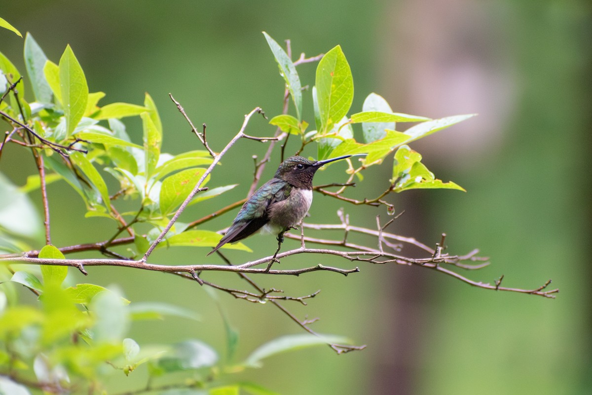 Ruby-throated Hummingbird - ML621202881