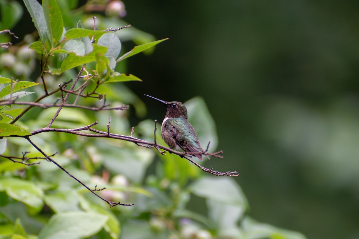 Ruby-throated Hummingbird - ML621202882