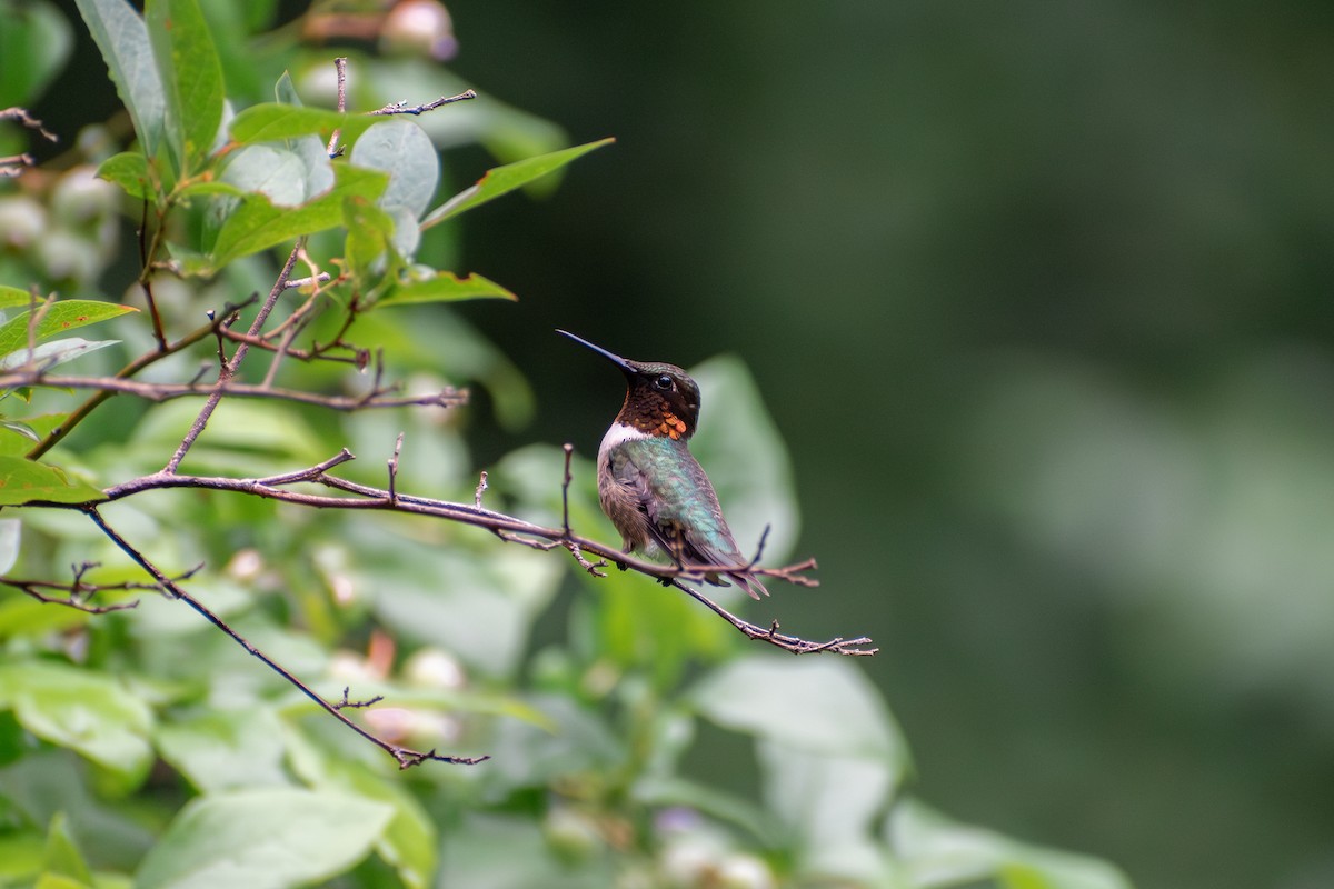 Ruby-throated Hummingbird - ML621202883