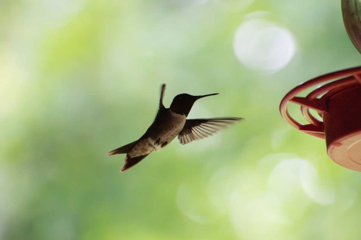 Ruby-throated Hummingbird - ML621202885