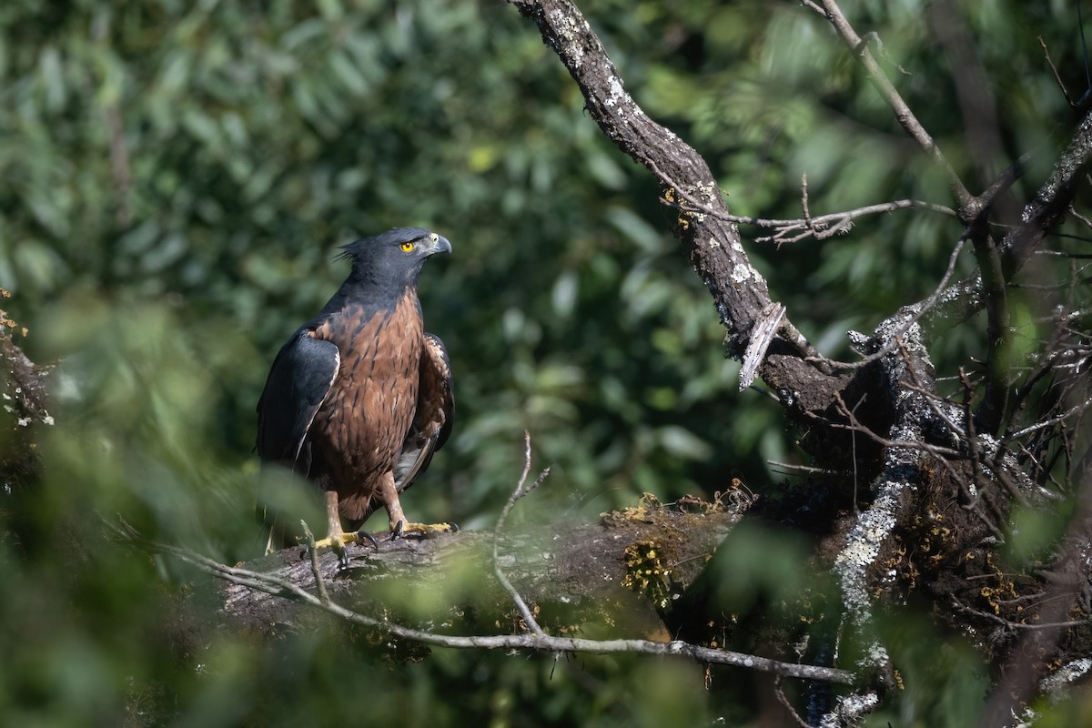 Águila Poma - ML621202966