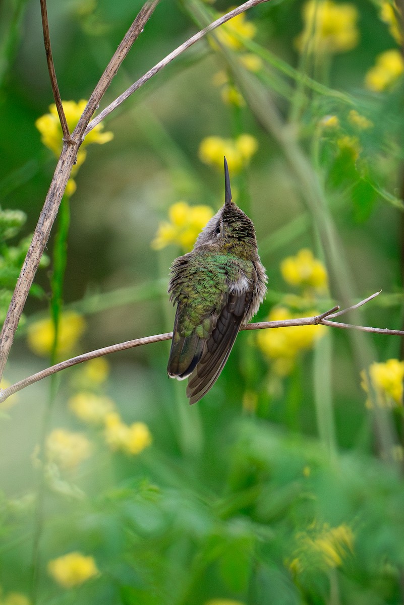 Anna's Hummingbird - ML621202982