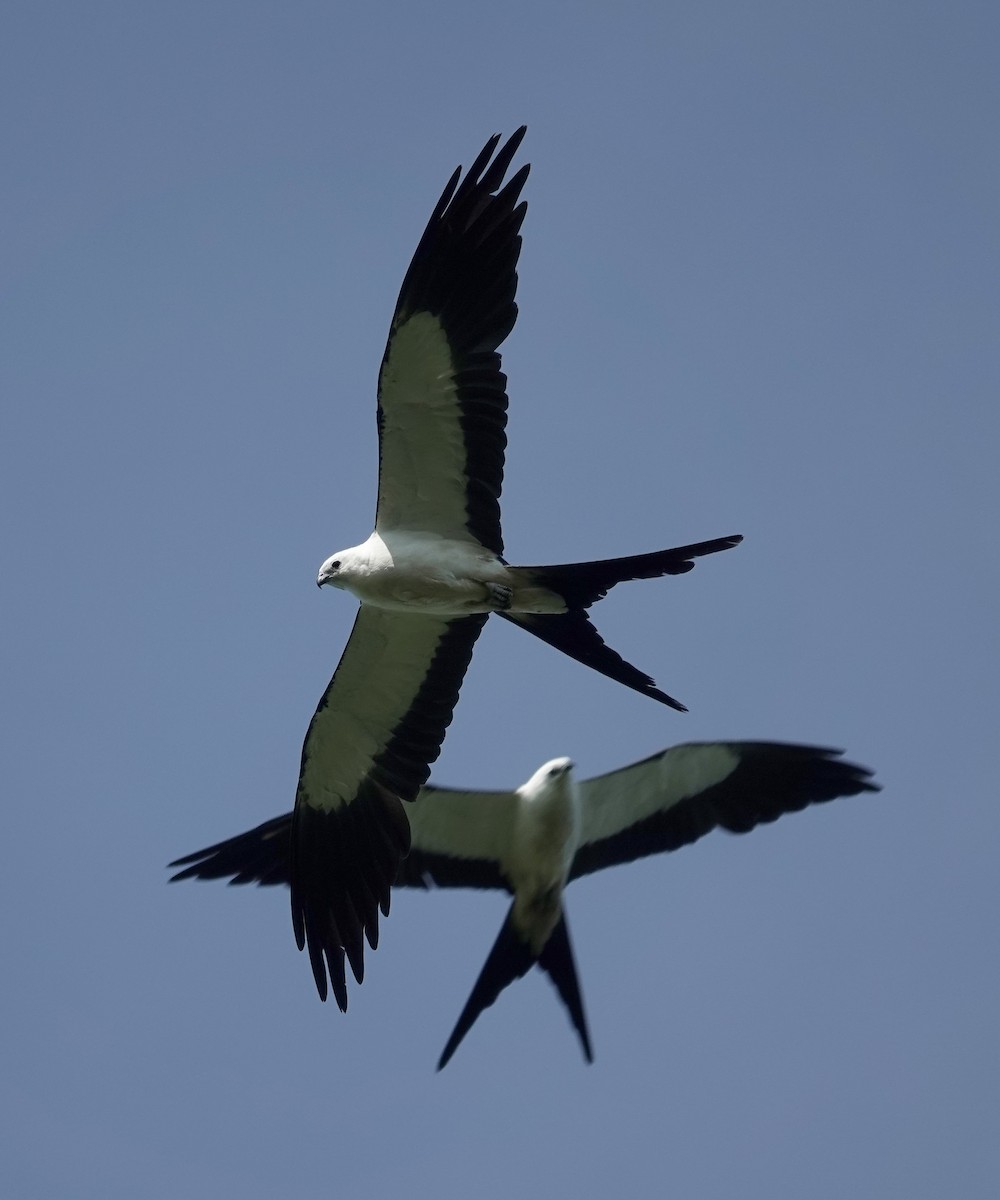Swallow-tailed Kite - ML621203016