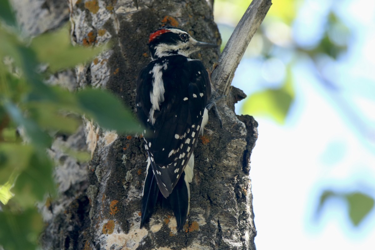 Hairy Woodpecker - ML621203028