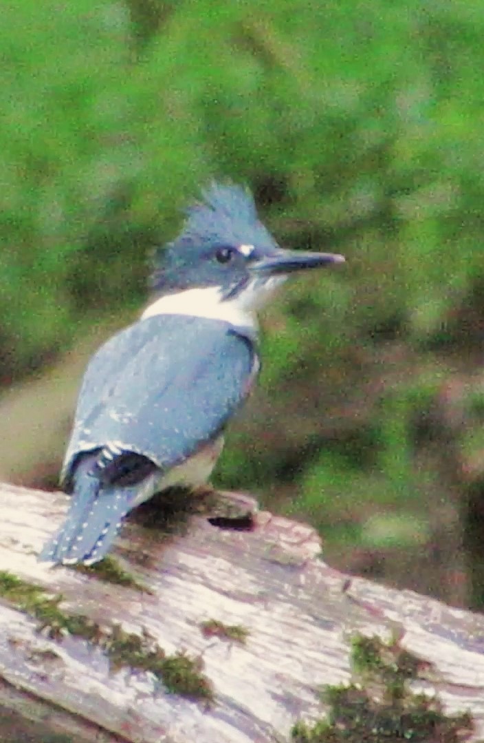 Belted Kingfisher - ML621203043