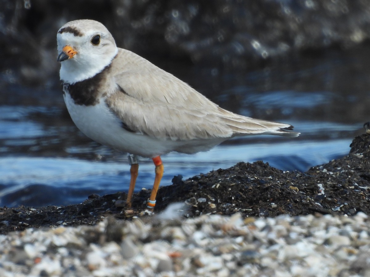 Piping Plover - ML621203055