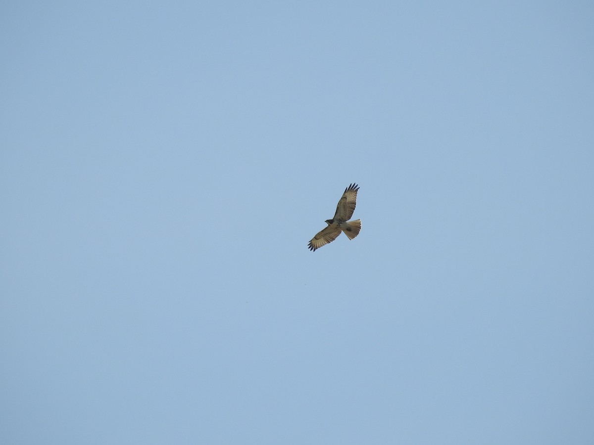 Red-tailed Hawk - ML621203057