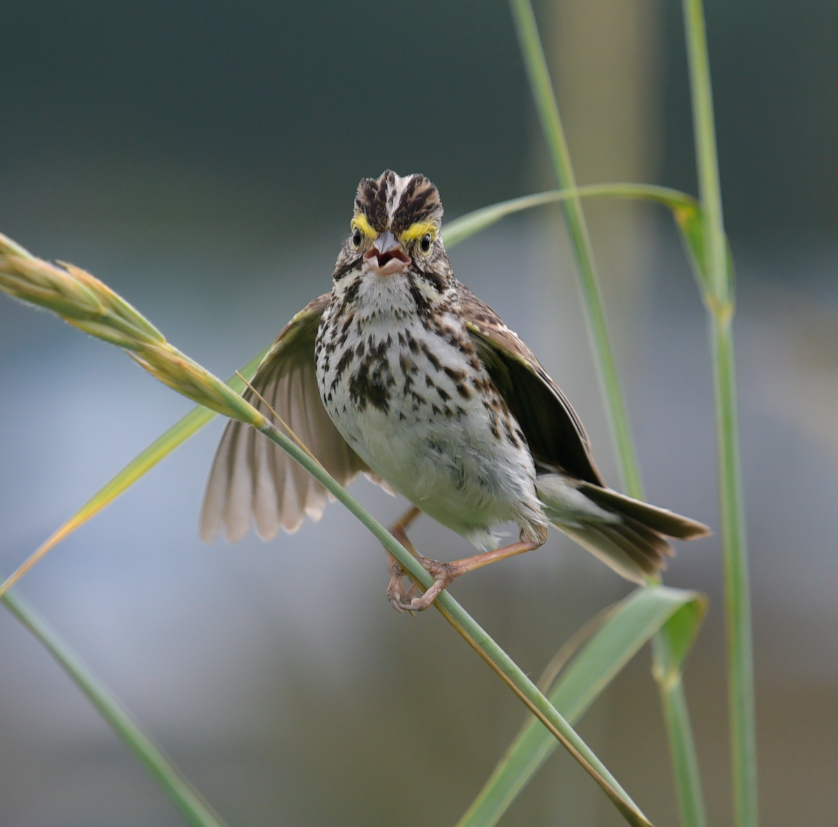Savannah Sparrow - ML621203063