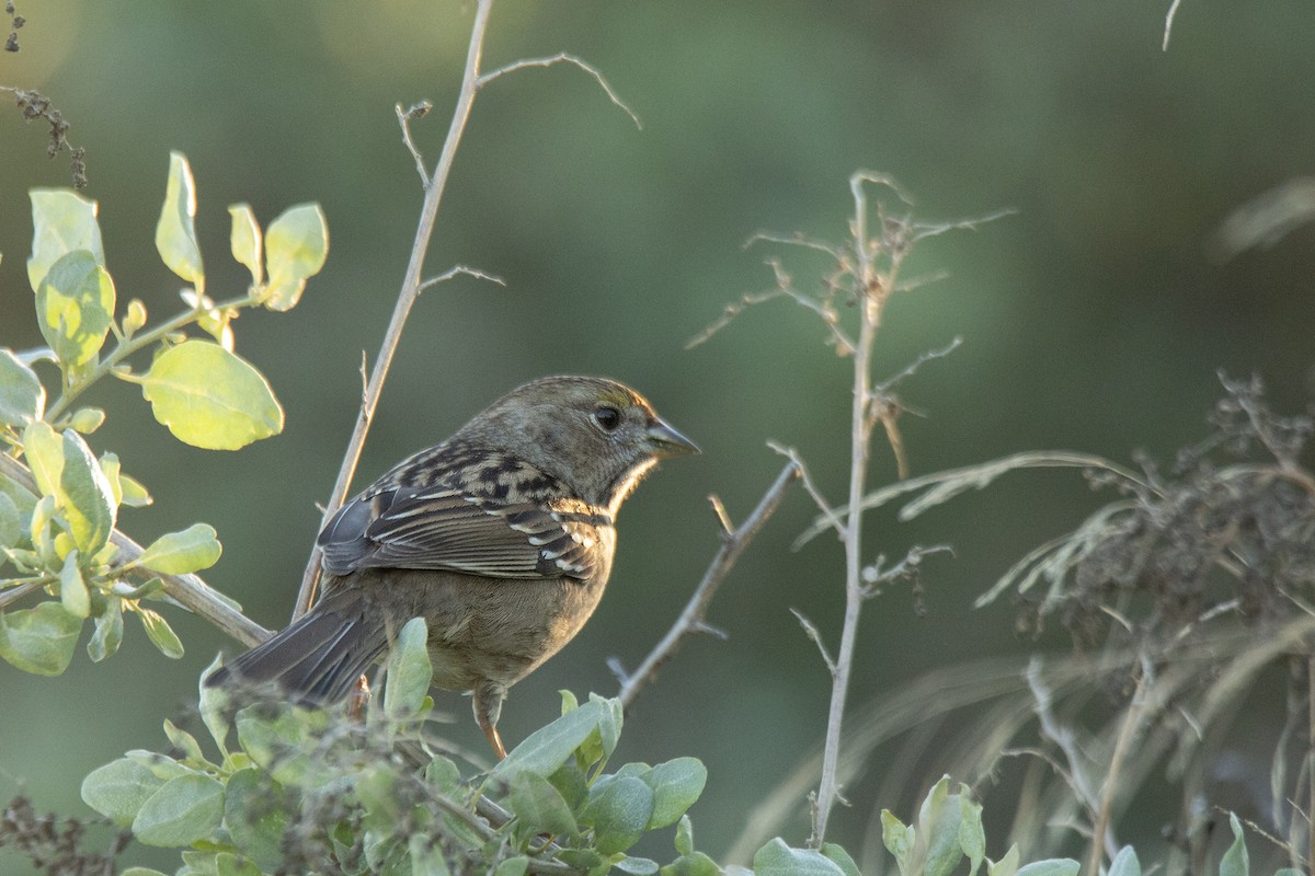 Golden-crowned Sparrow - ML621203065