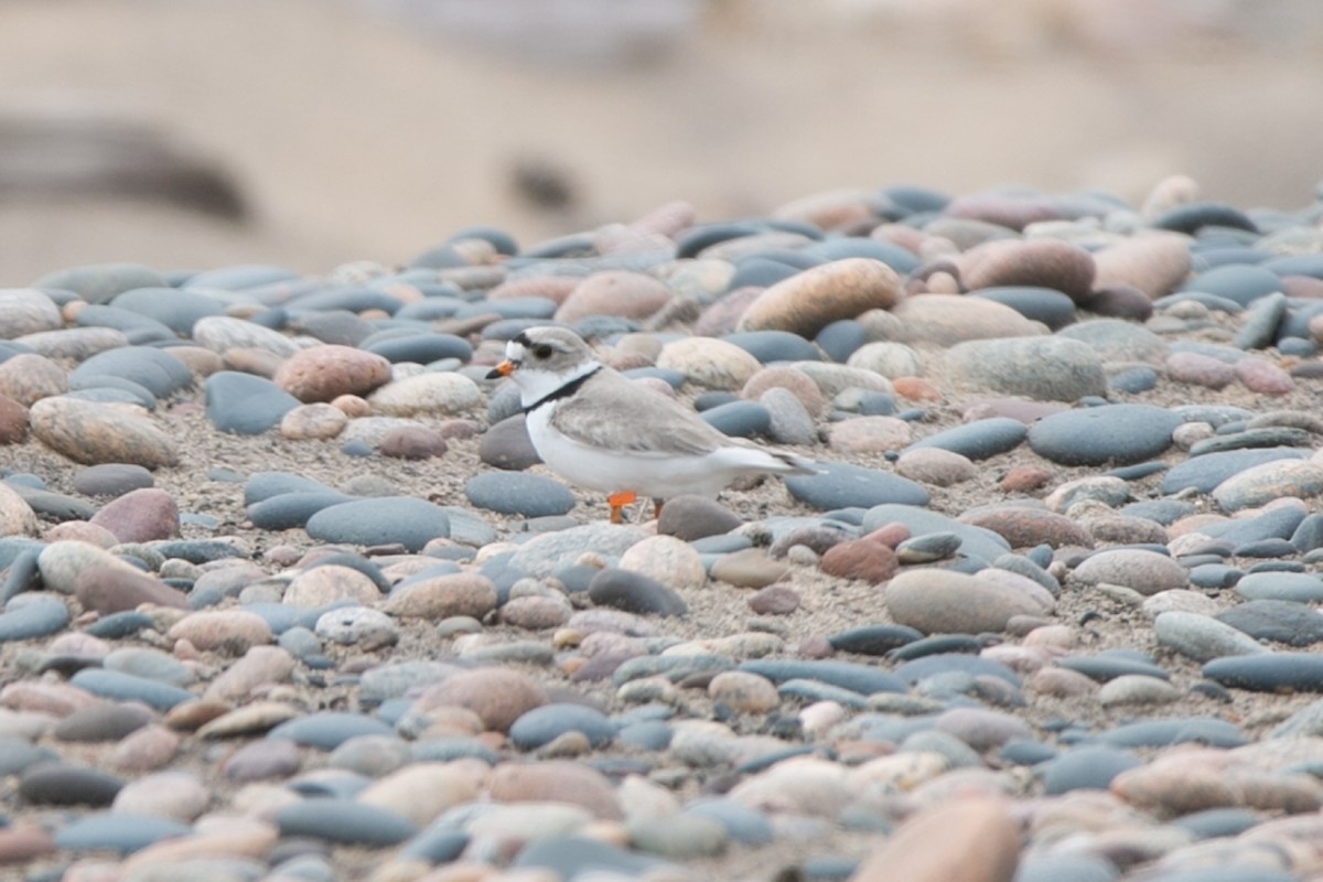 Piping Plover - ML621203079