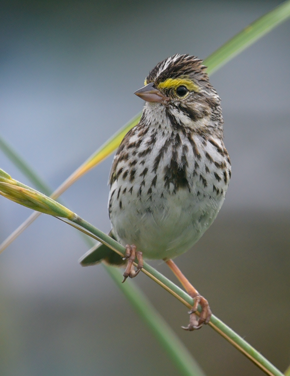 Savannah Sparrow - ML621203085