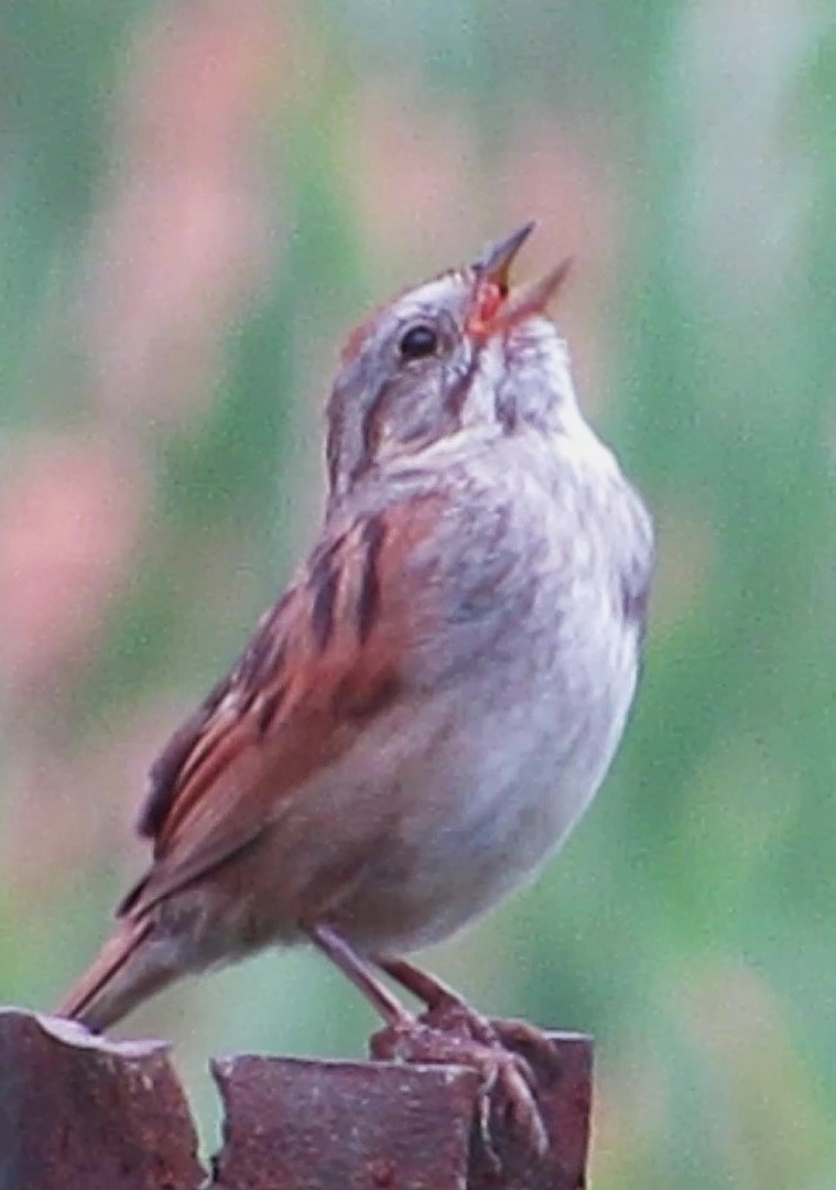 Swamp Sparrow - ML621203119