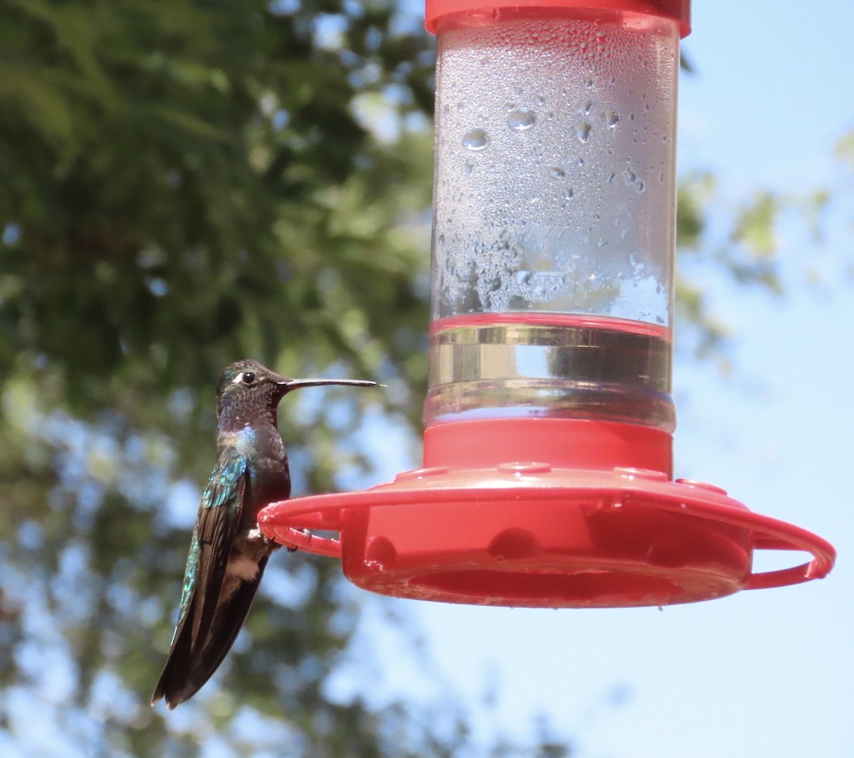 Rivoli's Hummingbird - ML621203132