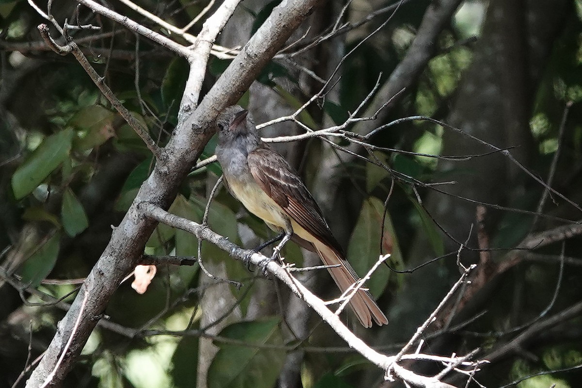 Great Crested Flycatcher - ML621203141