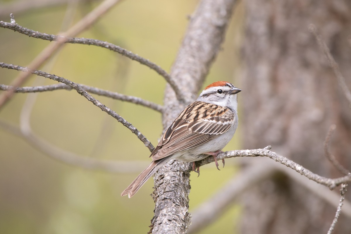 Chipping Sparrow - ML621203177