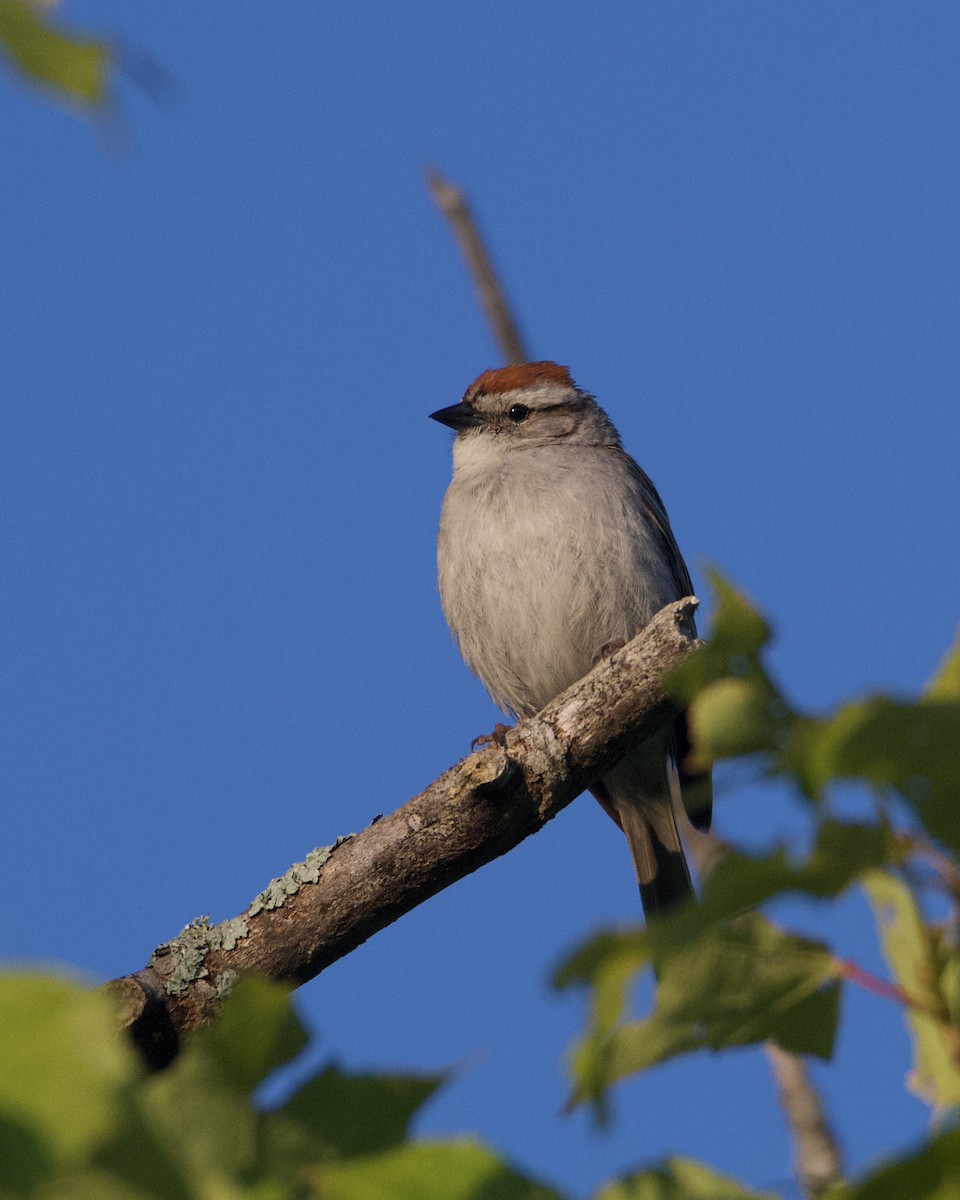 Chipping Sparrow - ML621203191