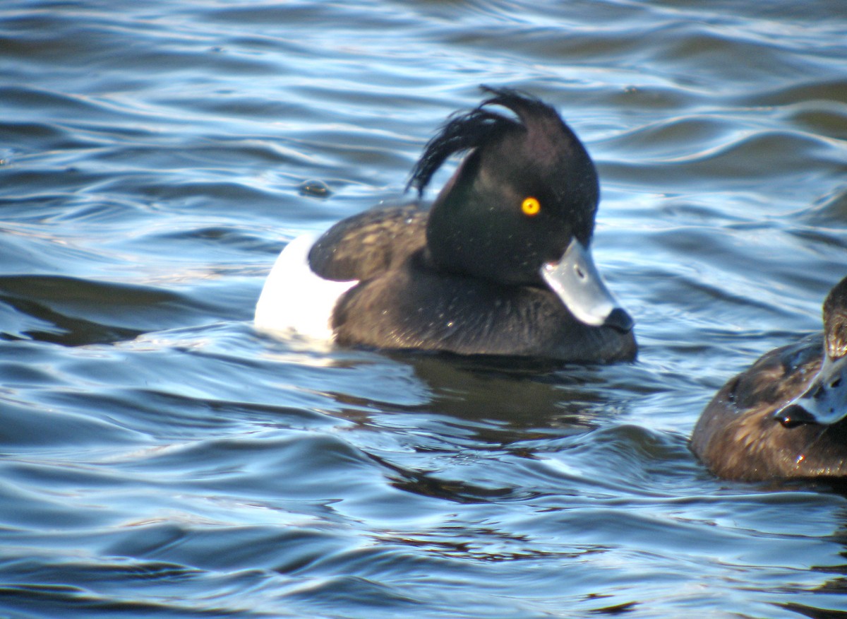 Tufted Duck - ML621203241