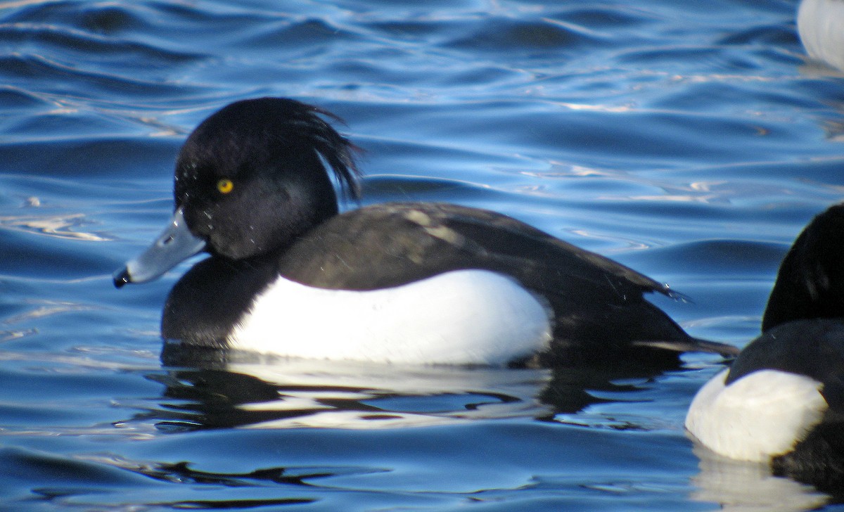 Tufted Duck - ML621203242