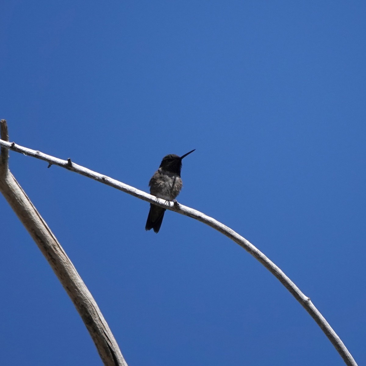 Black-chinned Hummingbird - ML621203252