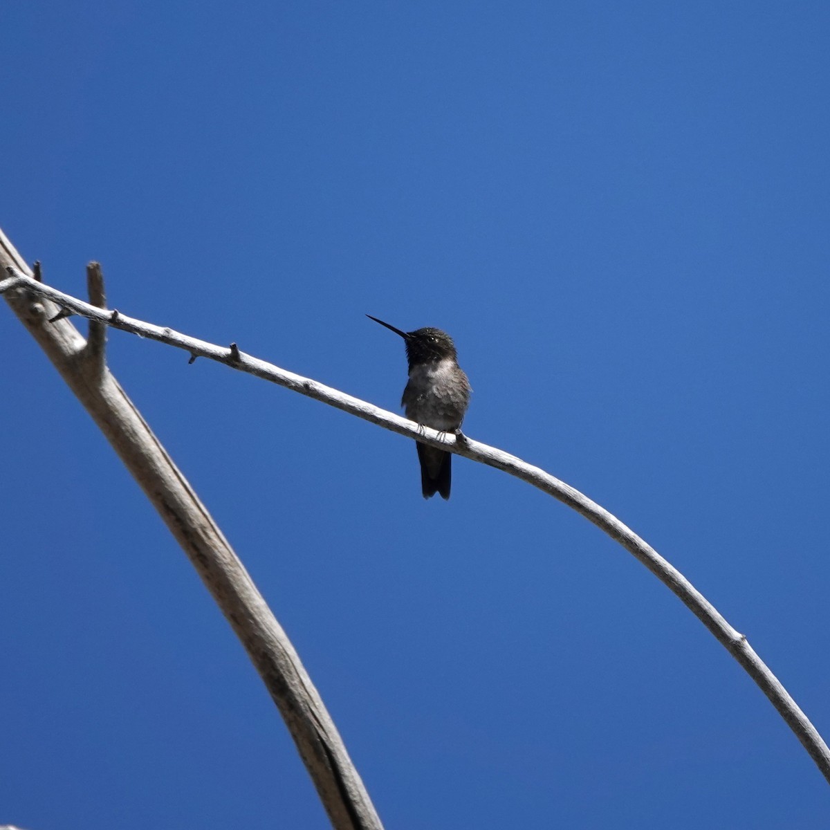 Black-chinned Hummingbird - ML621203253