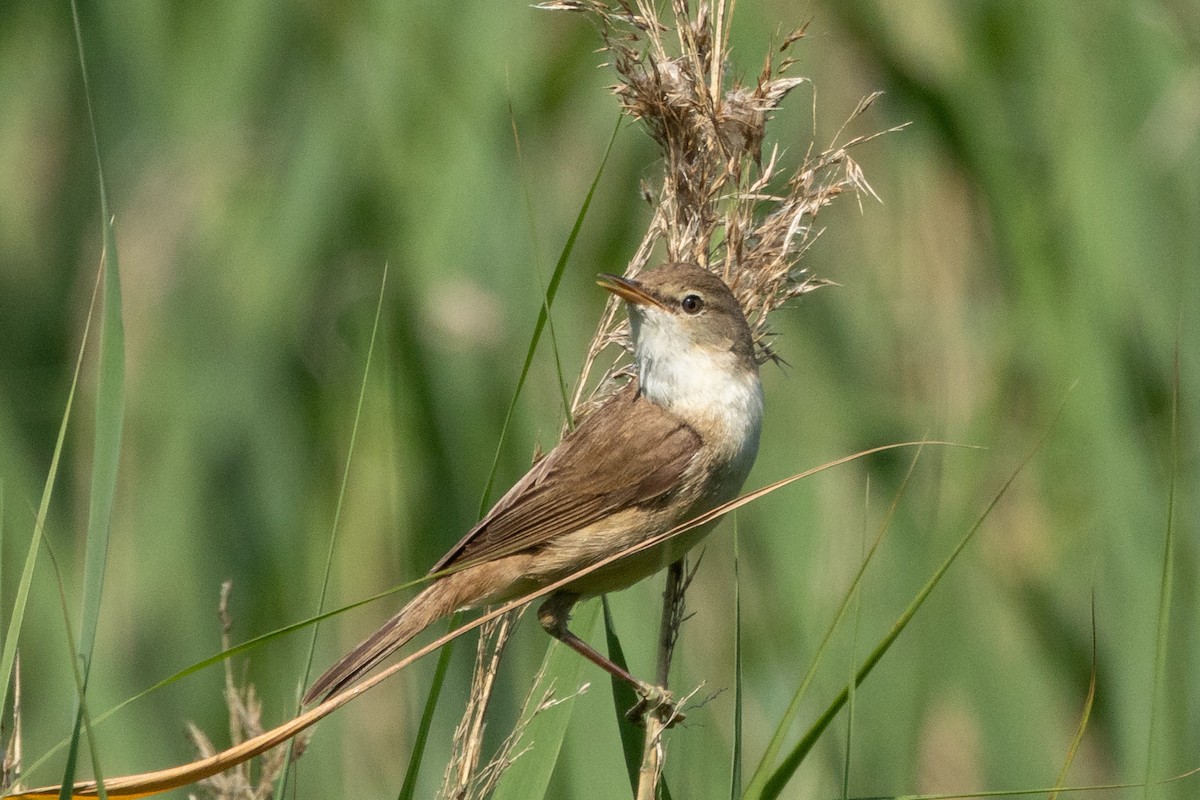 Common Reed Warbler - ML621203285