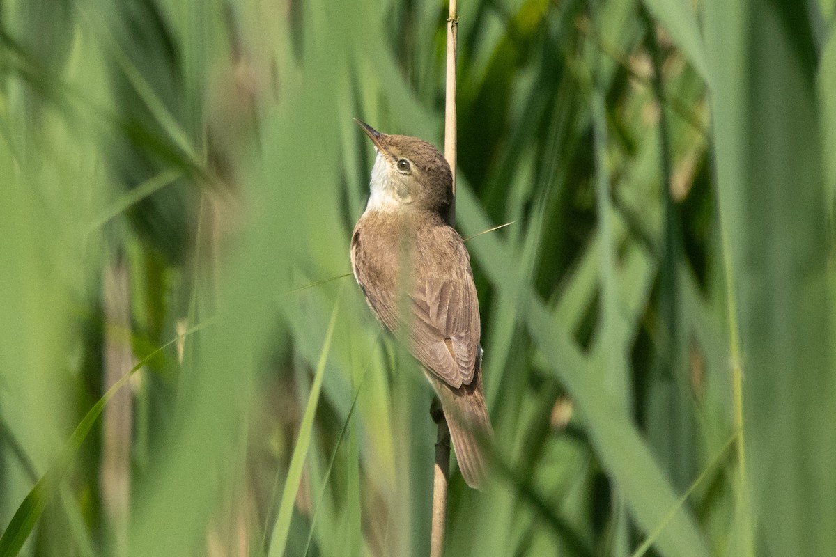 Common Reed Warbler - ML621203286