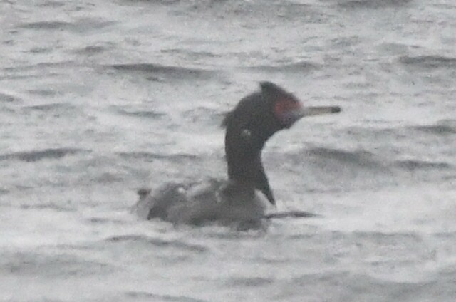 Red-faced Cormorant - ML621203297