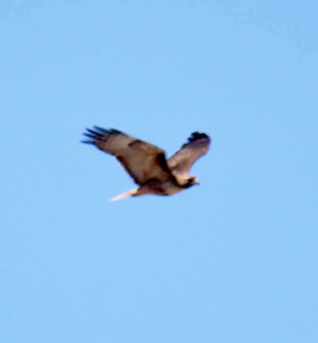 Red-tailed Hawk - ML621203317
