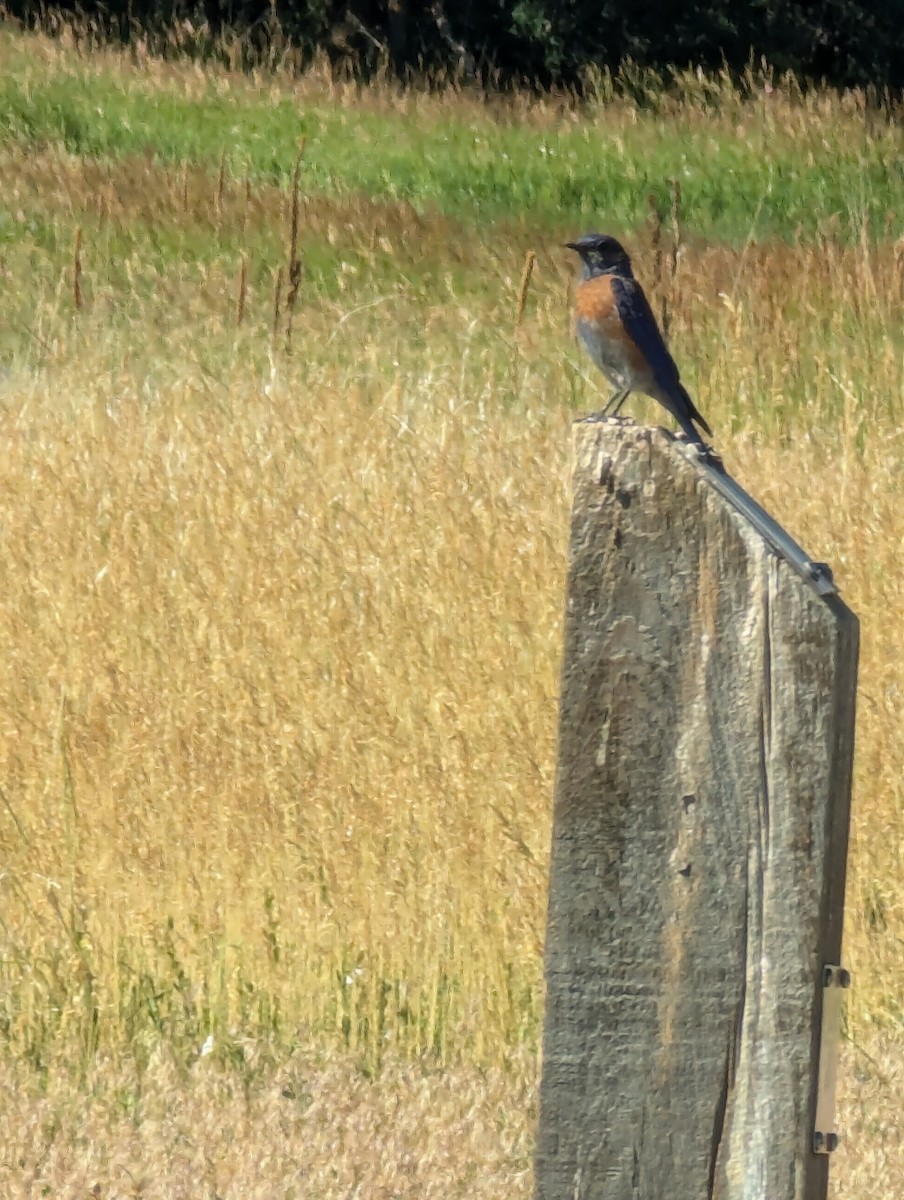 Western Bluebird - ML621203355