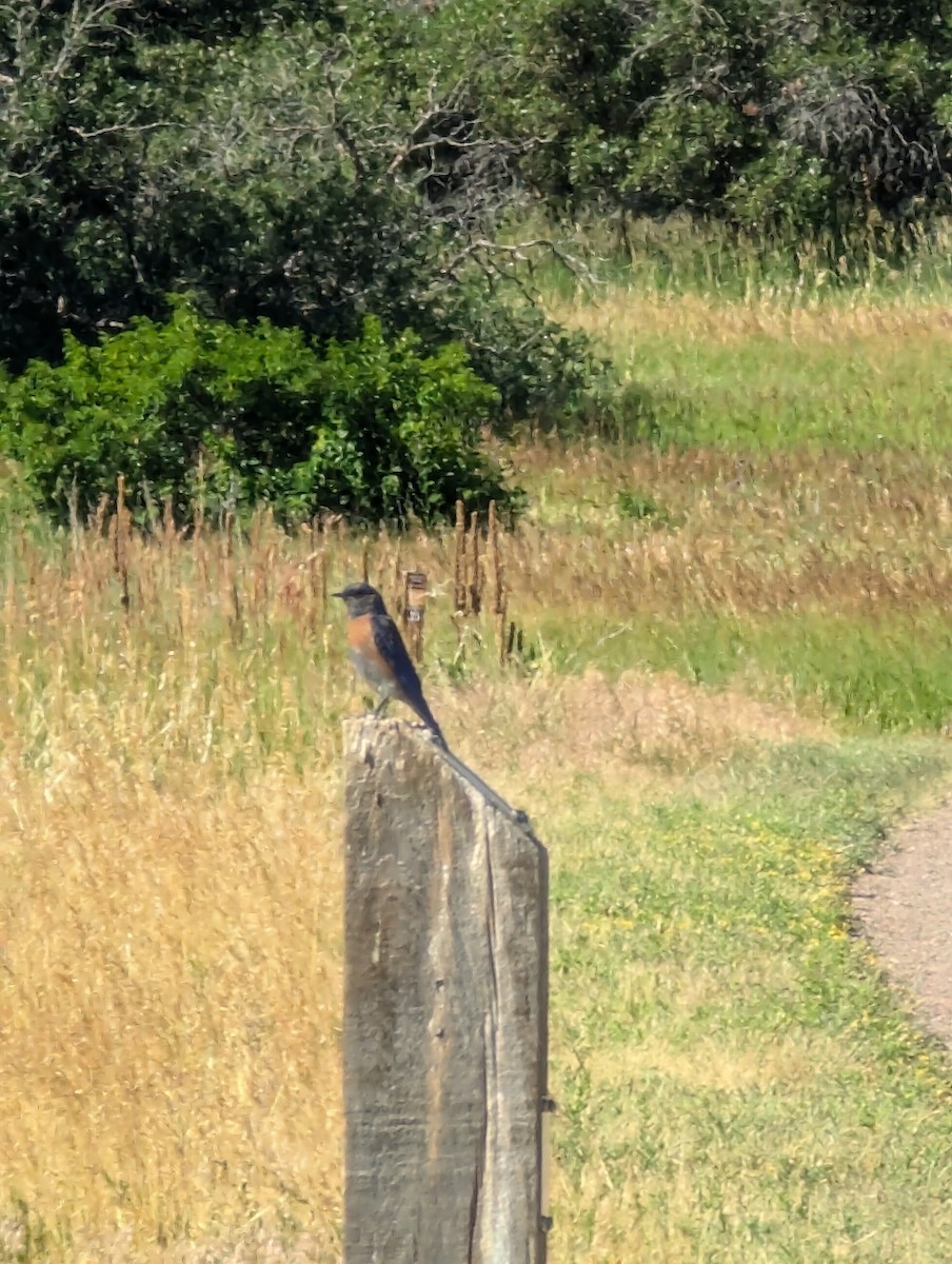 Western Bluebird - ML621203357