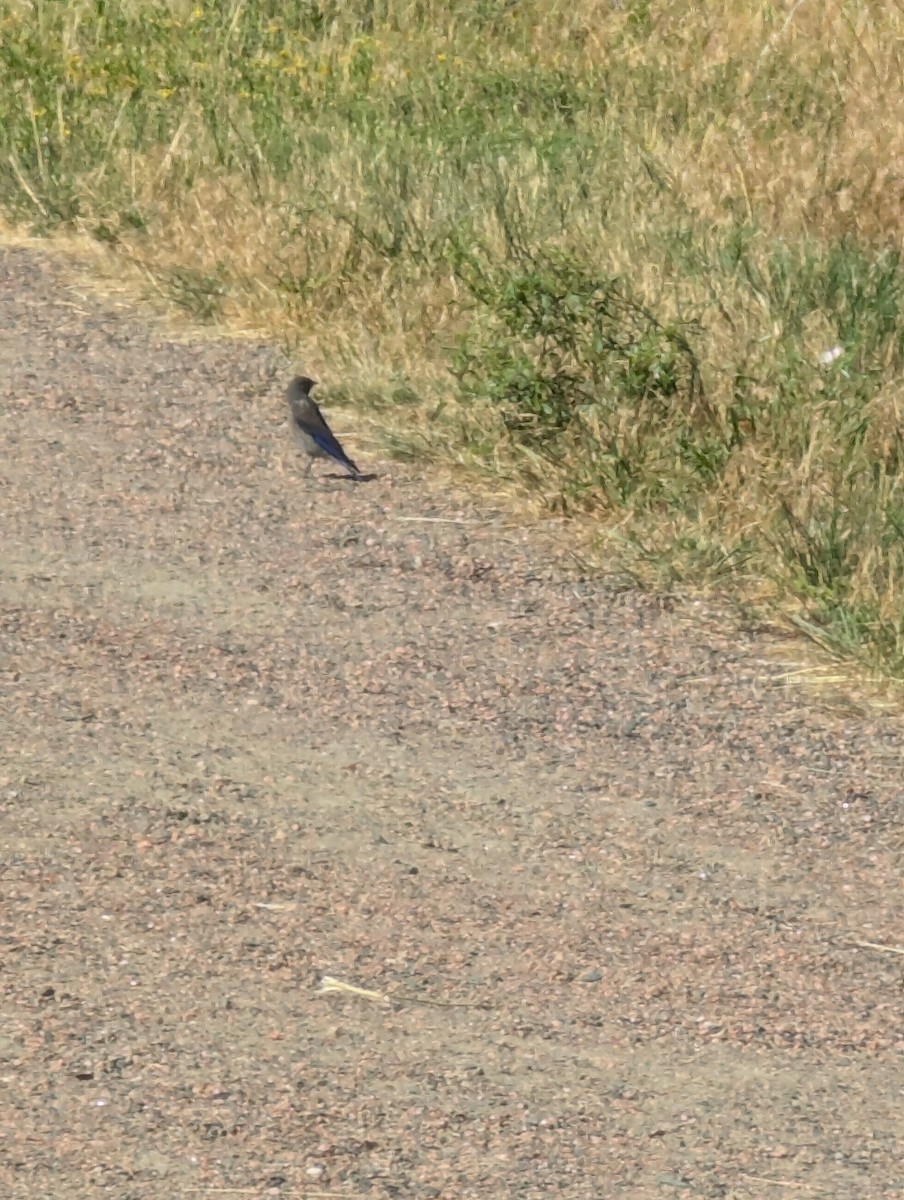 Western Bluebird - ML621203359