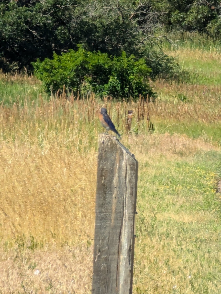 Western Bluebird - ML621203362