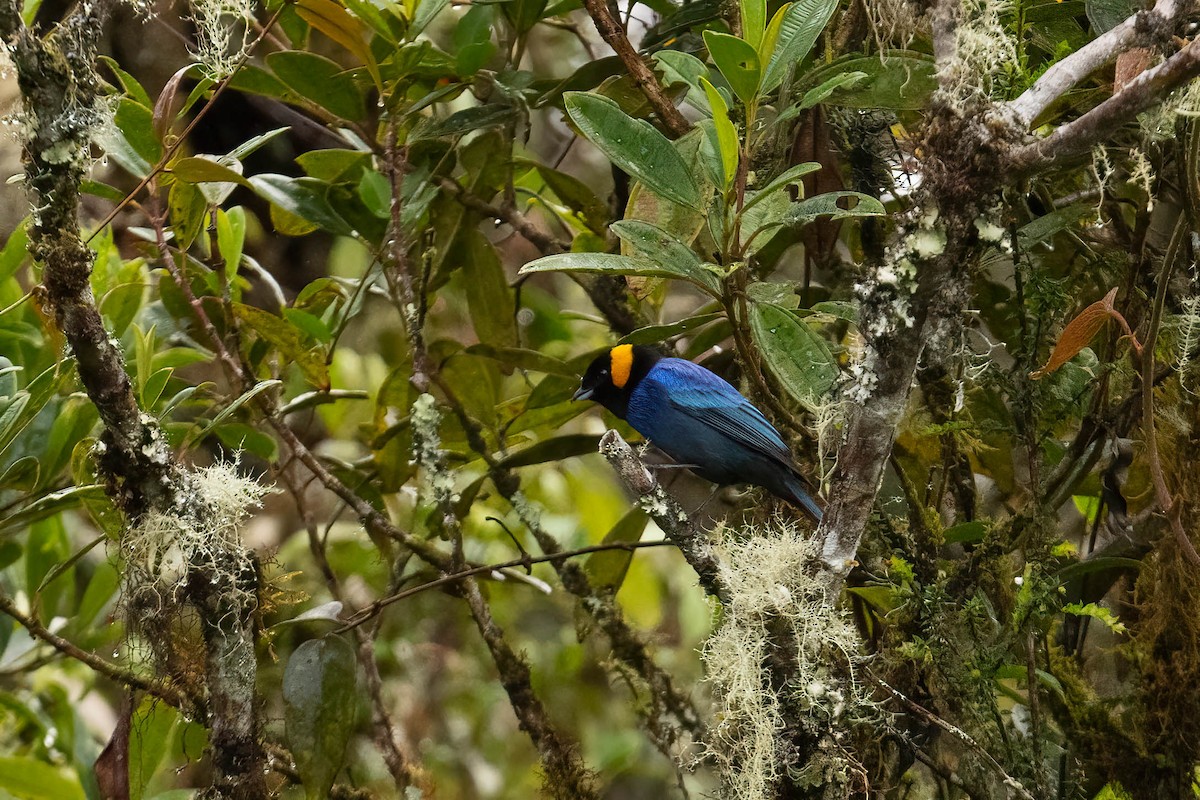 Yellow-scarfed Tanager - ML621203363